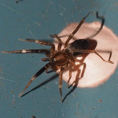 Phrurolithidae