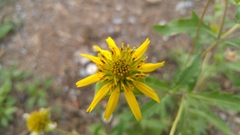 Tetragonotheca texana