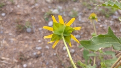 Tetragonotheca texana