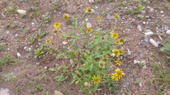 Tetragonotheca texana