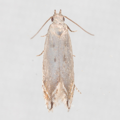 Battaristis nigratomella