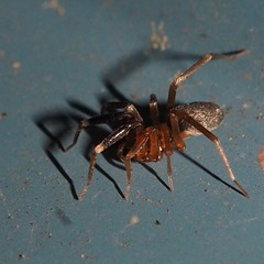Phrurolithidae