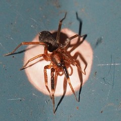 Phrurolithidae
