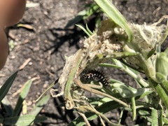 Vanessa virginiensis