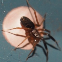 Phrurolithidae