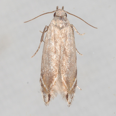 Battaristis nigratomella