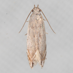 Battaristis nigratomella