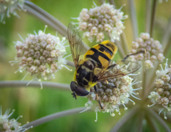 Myathropa