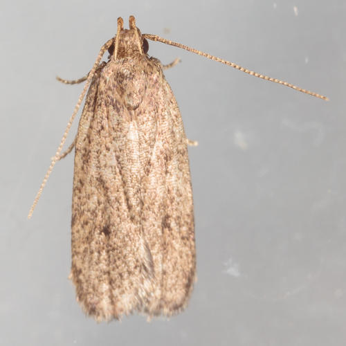 Juniper Tip Moth photo 5