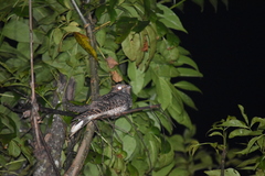 Antrostomus arizonae