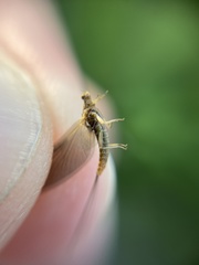 Ephemerella