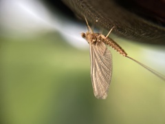 Ephemerella