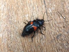 Astylus aulicus