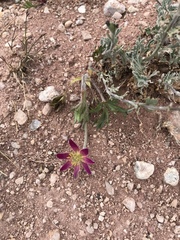 Anemone multifida multifida