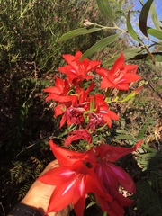 Gladiolus sempervirens