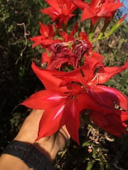 Gladiolus sempervirens