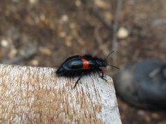 Astylus aulicus