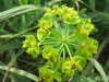 Leafy Spurge - Photo AnRo0002, no known copyright restrictions (public domain)