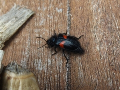 Astylus aulicus