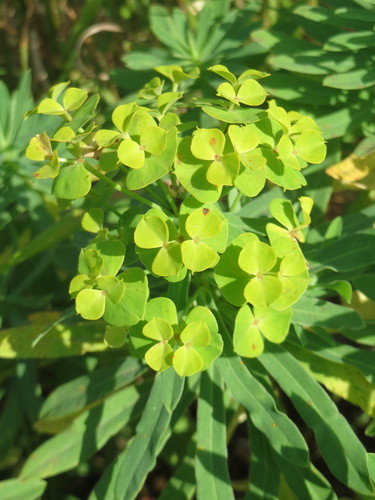 Didžioji karpažolė nuotrauka