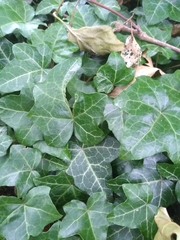 Hedera helix