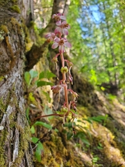Pyrola aphylla
