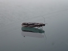 Ethmia semitenebrella