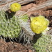 Opuntia polyacantha - Photo (c) Michael J. Oldham,  זכויות יוצרים חלקיות (CC BY-NC), הועלה על ידי Michael J. Oldham