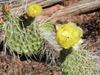 Plains Pricklypear - Photo (c) Michael John Oldham, some rights reserved (CC BY-NC), uploaded by Michael John Oldham