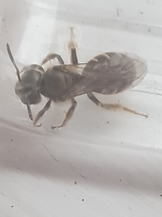 Halictus tumulorum