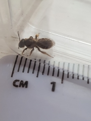 Halictus tumulorum