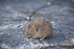 Microtus mexicanus
