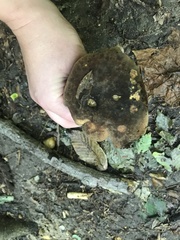 Cyanoboletus