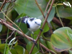 Fluvicola pica