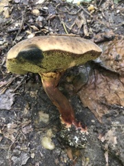 Cyanoboletus