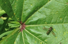 Fazia micrura