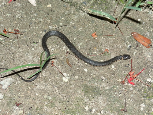 Daniel's Keelback