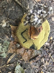 Cyanoboletus