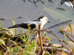 Fluvicola pica