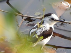 Fluvicola pica