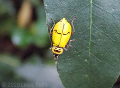 Chauliognathus spinipennis