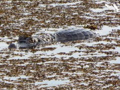 Caiman crocodilus