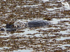 Caiman crocodilus