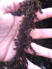 Odonthalia floccosa