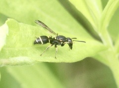 Parancistrocerus pensylvanicus