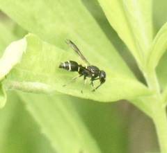 Parancistrocerus pensylvanicus