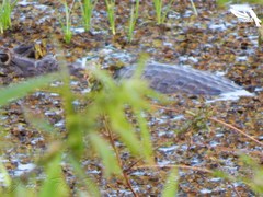 Caiman crocodilus