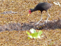 Jacana jacana