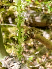 Platanthera ephemerantha