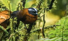 Oreothraupis arremonops